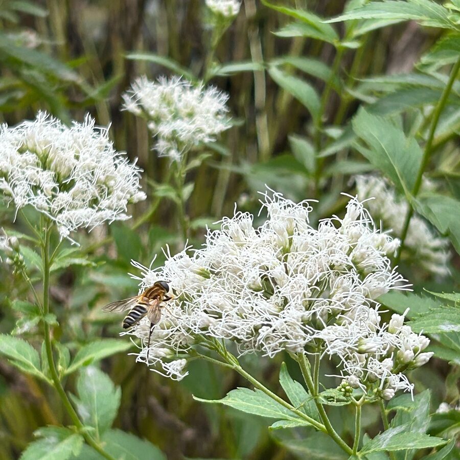 フジバカマ（藤袴）