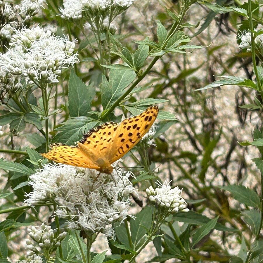 フジバカマ（藤袴）
