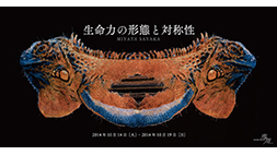 生命力の形態と対称性