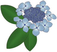 紫陽花