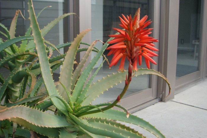 アロエの花が咲きました 舞台芸術学科 Kua Blog