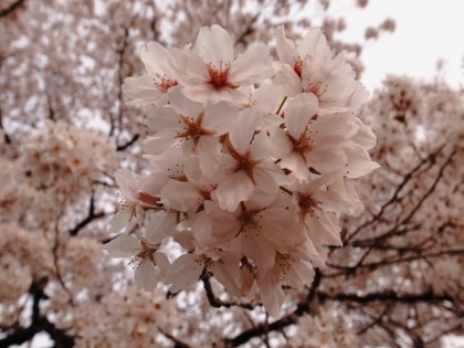 sakura_1