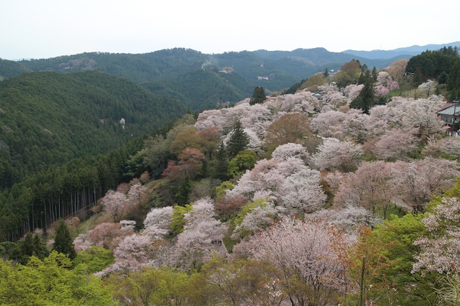 下千本の俯瞰景