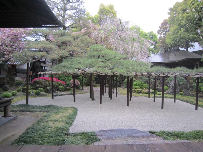 角屋奥座敷の庭と枝垂桜