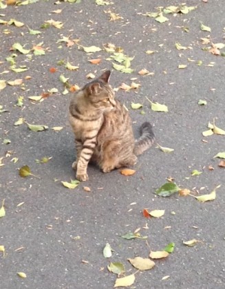 学内にいる猫