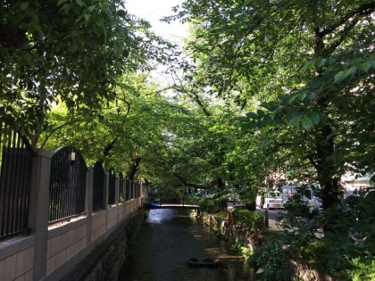 自転車置き場の近く、高瀬川の緑がキレイ