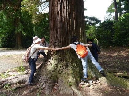 行在所あとの杉の大木