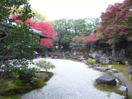 圓徳院のお庭。紅葉が見頃で、美しいです。