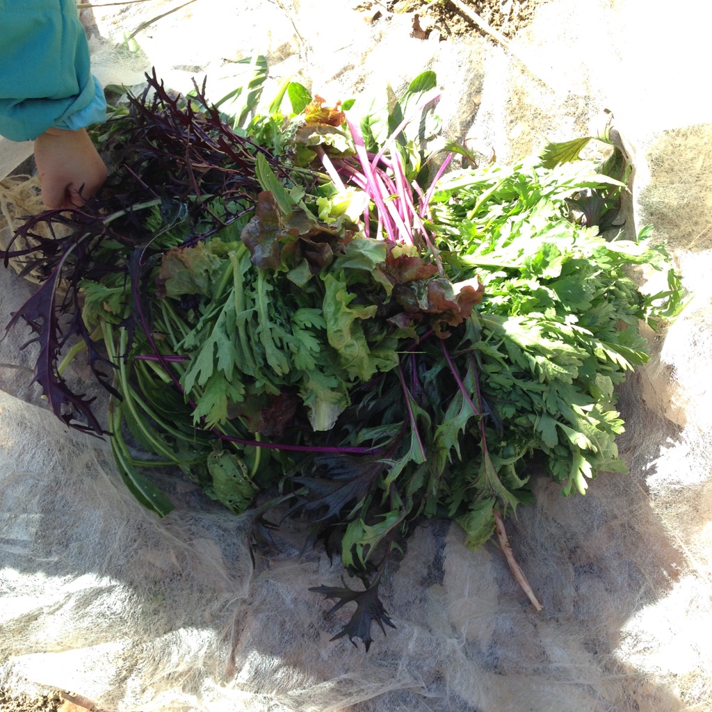 畑野菜