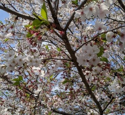 今年2月20日の桜。気づいたらもう葉桜でした。