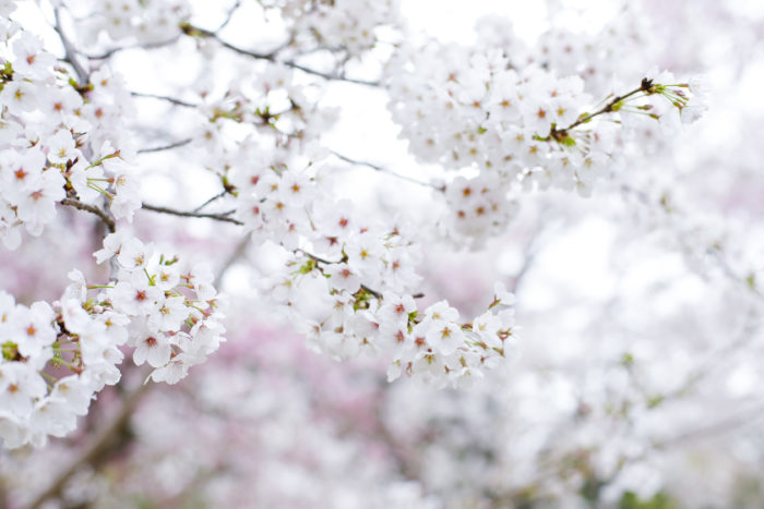 文芸ブログ0410_1 桜1