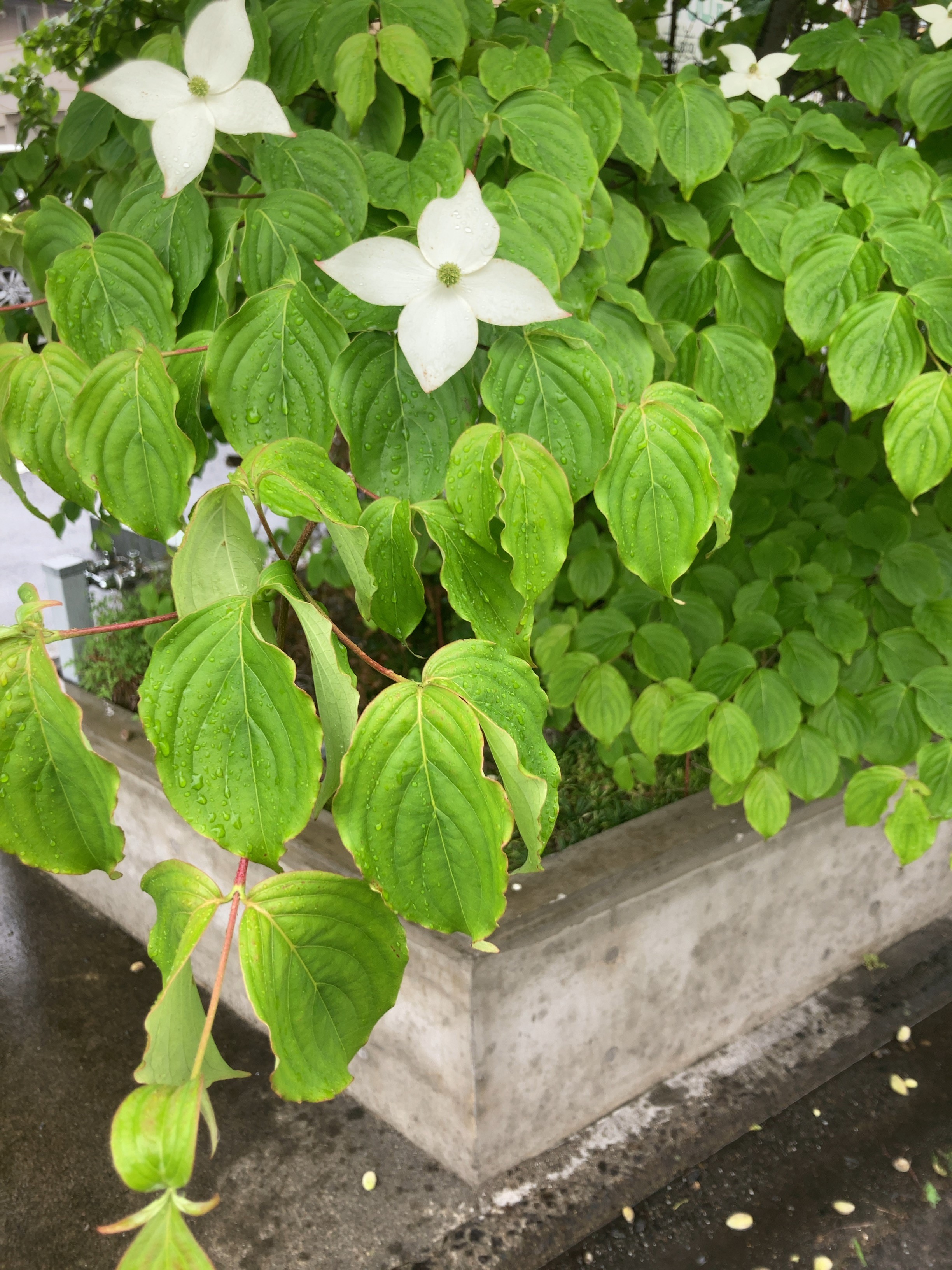 定番のお歳暮 冬ギフト ヤマボウシ 取りに来られる方 植物 観葉植物