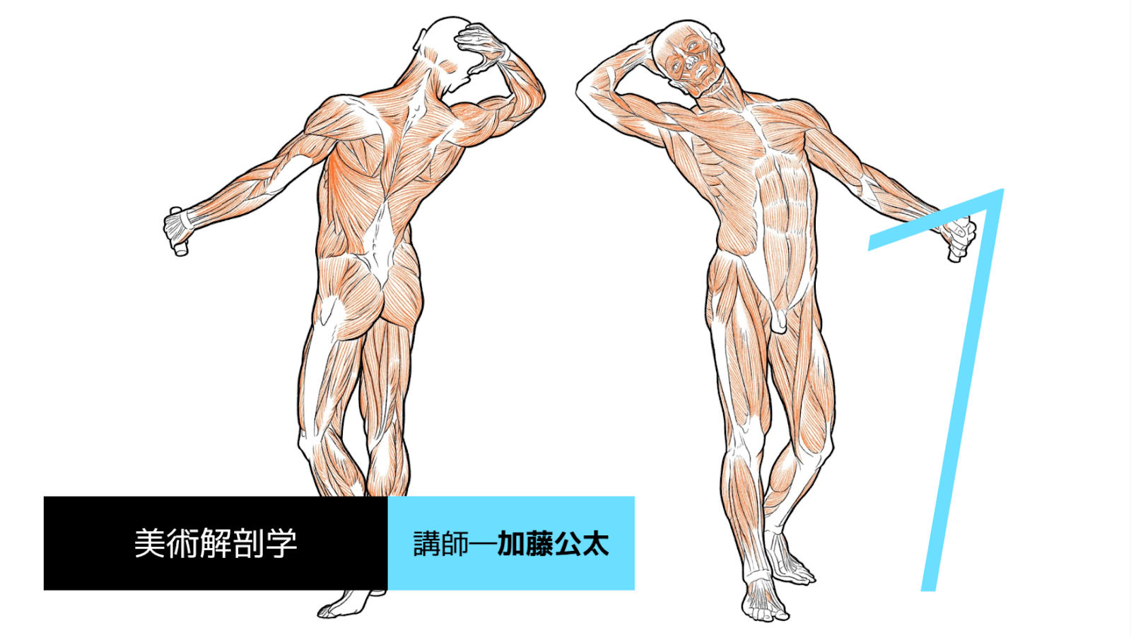 イラストレーションコース 美術解剖学 科目のご紹介 イラストレーションコース 通信教育部