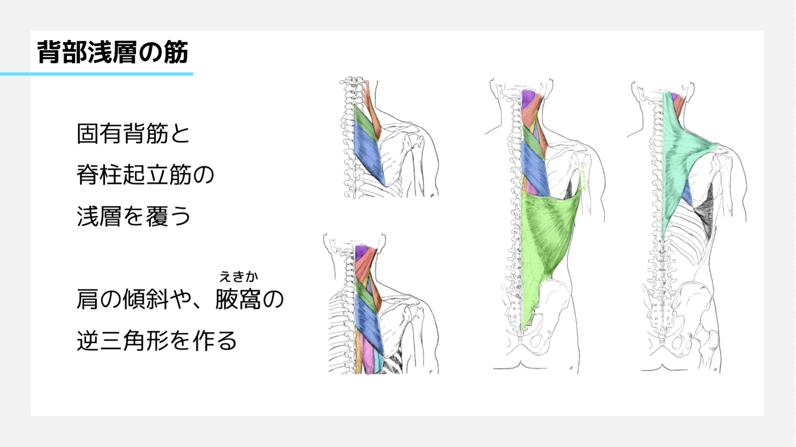 イラストレーションコース 美術解剖学 科目のご紹介 イラストレーションコース 通信教育部