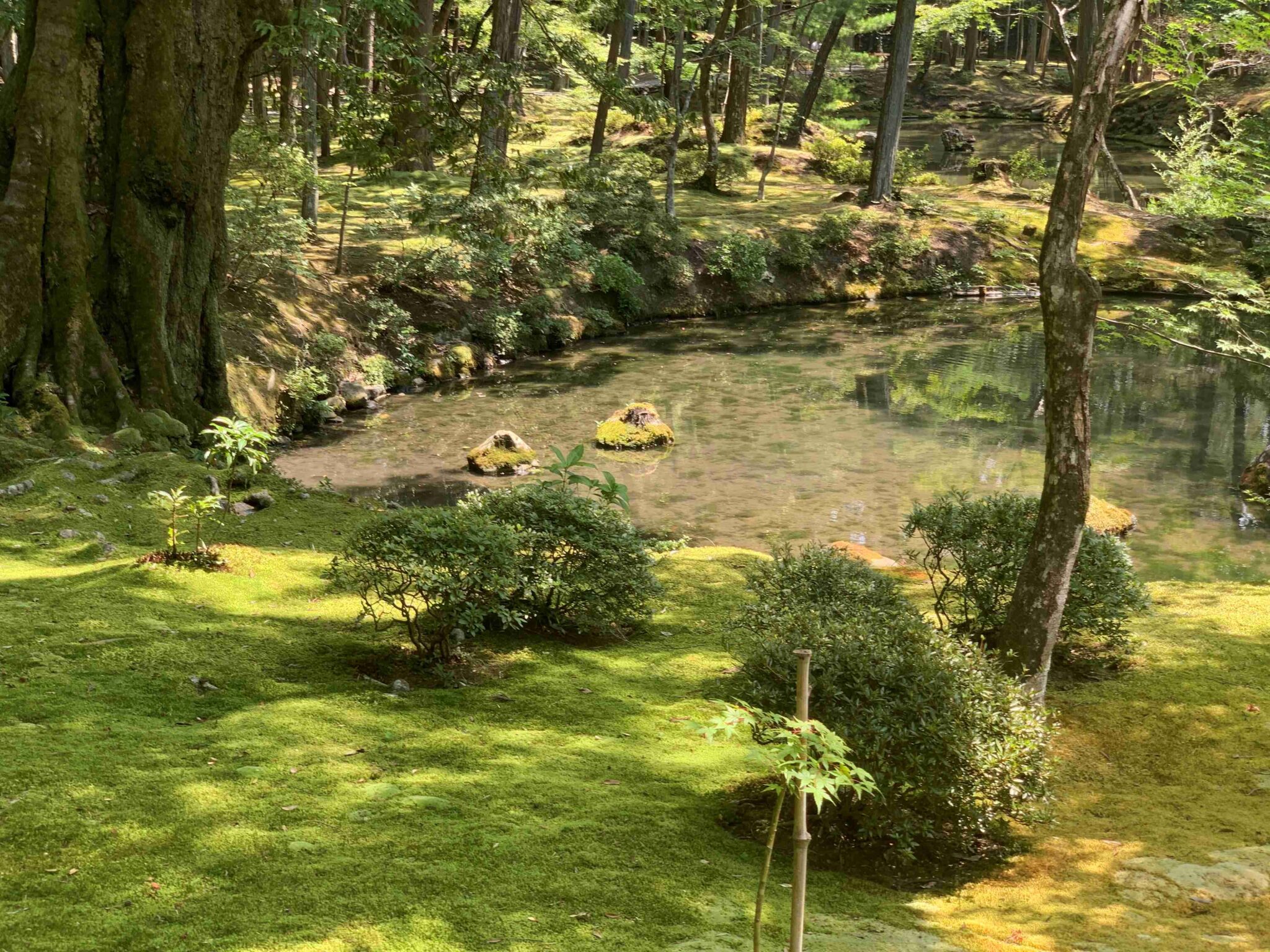 【和の伝統文化コース】「西芳寺（さいほうじ） – 夏の苔寺で心を整える」 | 和の伝統文化コース | 通信教育課程
