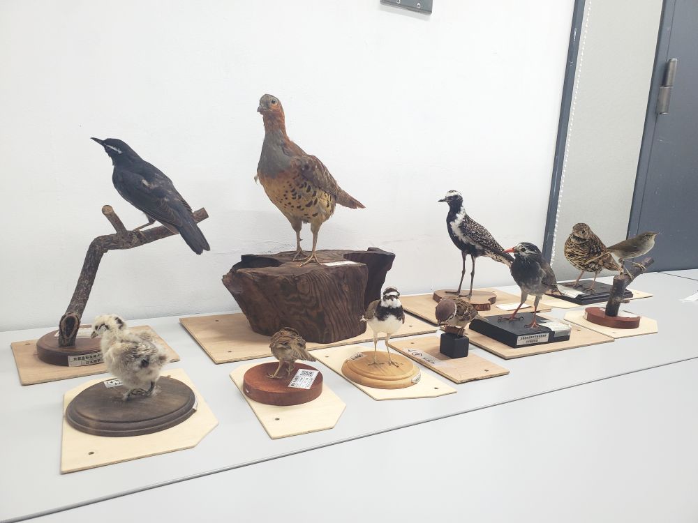 【日本画コース】12月スクーリング　剥製写生と人物制作